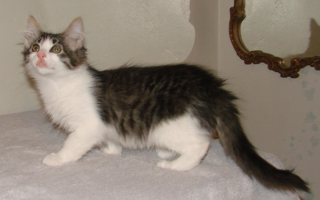 picture of Rebecca, a Domestic Medium Hair black/white