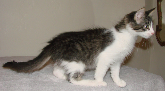 picture of Rebecca, a Domestic Medium Hair black/white