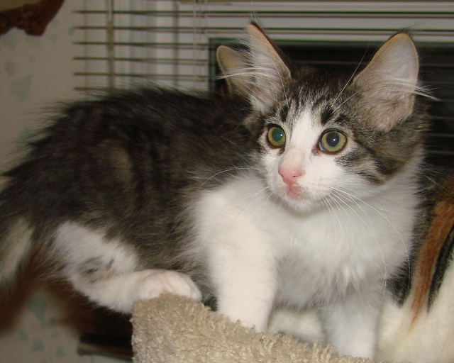 picture of Rebecca, a Domestic Medium Hair black/white