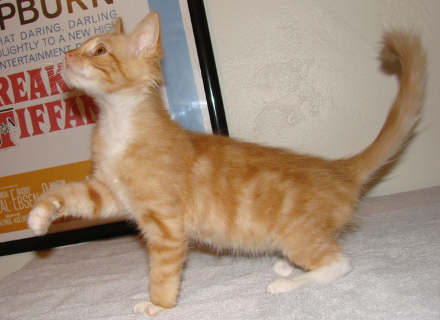 picture of Riley, a Domestic Medium Hair classic orange tabby