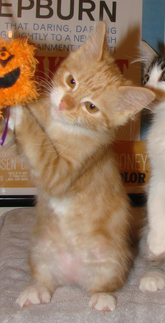 picture of Riley, a Domestic Medium Hair classic orange tabby