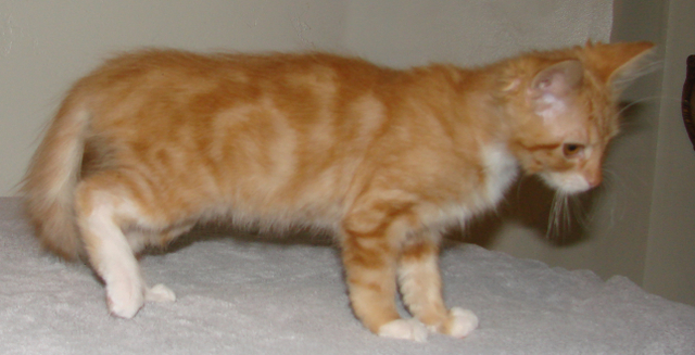 picture of Riley, a Domestic Medium Hair classic orange tabby
