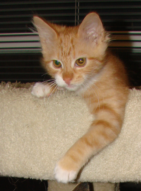 picture of Riley, a Domestic Medium Hair classic orange tabby