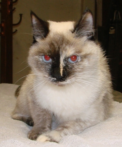 [picture of Coco, a Siamese/Domestic Short Hair-x calico point cat]