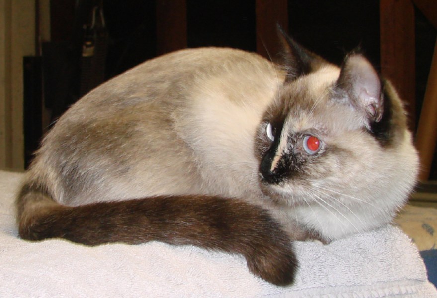 [picture of Coco, a Siamese/Domestic Short Hair-x calico point cat]