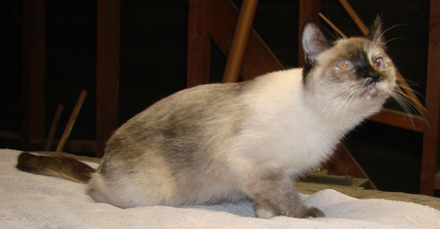 [picture of Coco, a Siamese/Domestic Short Hair-x calico point cat]