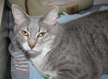[picture of Bailey FKA Sammy, a Domestic Short Hair gray tabby/white\ cat] 