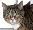 A picture of #NS03072: Sascha a Domestic Short Hair brown tabby/white