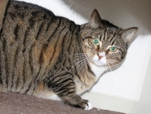 [another picture of Sascha, a Domestic Short Hair brown tabby/white\ cat] 
