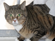 [picture of Sascha, a Domestic Short Hair brown tabby/white\ cat] 