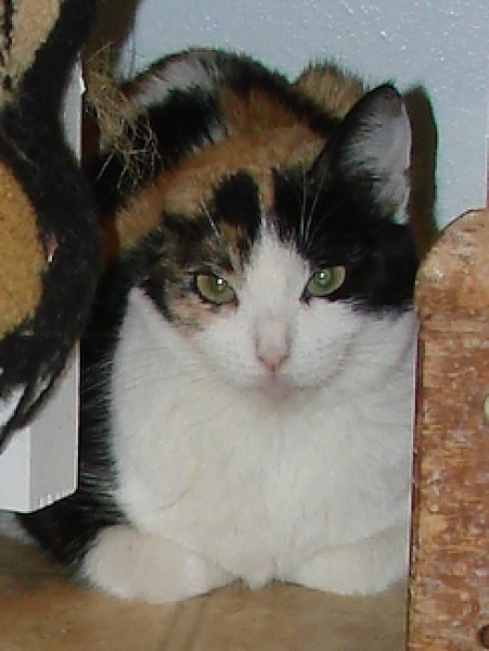 [picture of Lulu, a Domestic Short Hair calico cat]