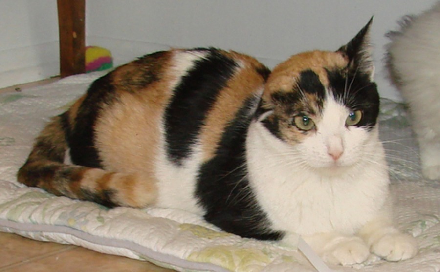 [picture of Lulu, a Domestic Short Hair calico cat]
