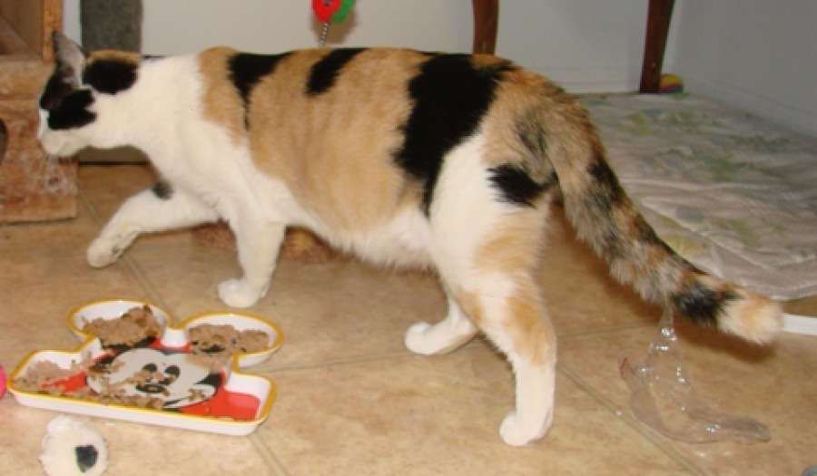 [picture of Lulu, a Domestic Short Hair calico cat]