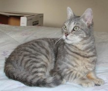 [picture of Osirus, a Domestic Short Hair gray tabby cat]