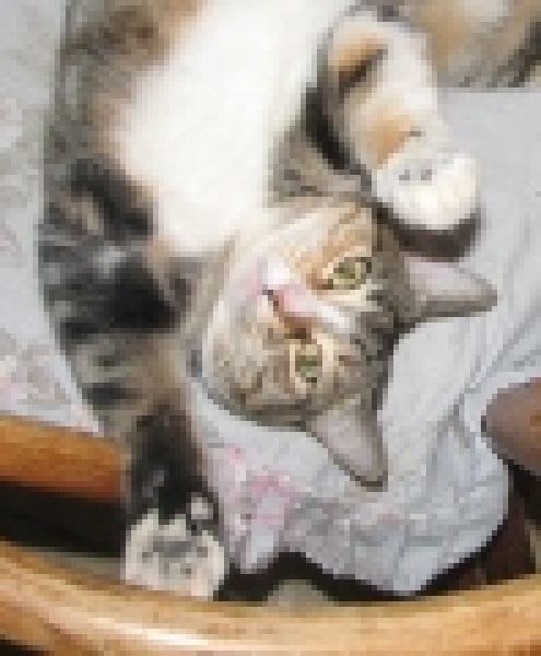 [picture of Penelope, a Domestic Short Hair tortoiseshell tabby/white cat]