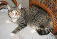 [picture of Penelope, a Domestic Short Hair tortoiseshell tabby/white cat]