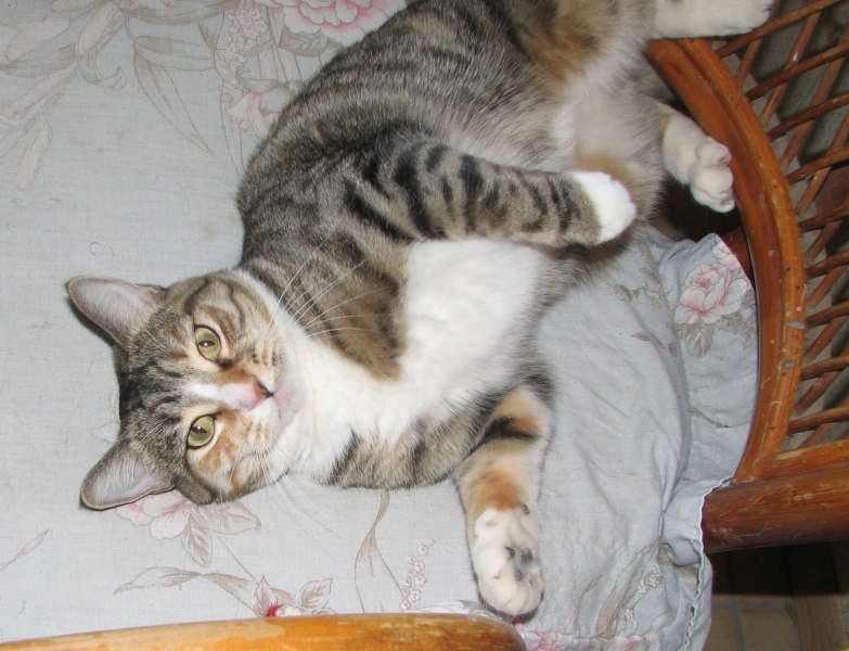 [picture of Penelope, a Domestic Short Hair tortoiseshell tabby/white cat]