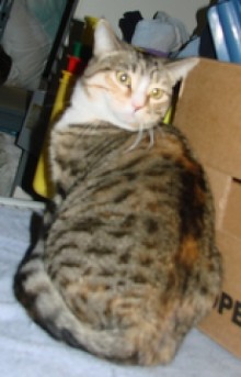 [picture of Penelope, a Domestic Short Hair tortoiseshell tabby/white cat]