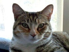 [picture of Penelope, a Domestic Short Hair tortoiseshell tabby/white cat]