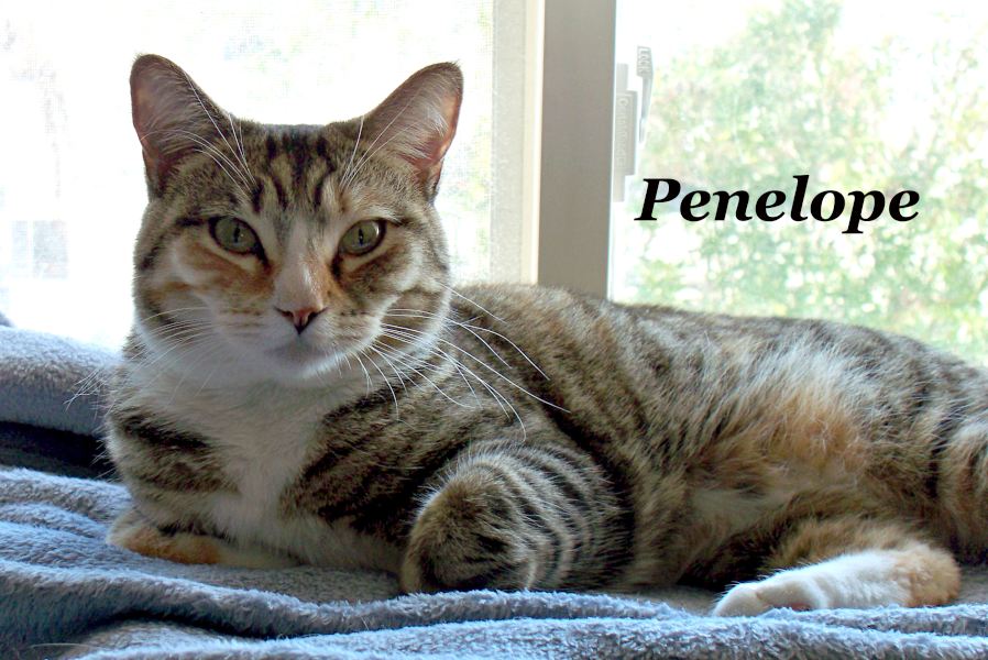 [picture of Penelope, a Domestic Short Hair tortoiseshell tabby/white cat]