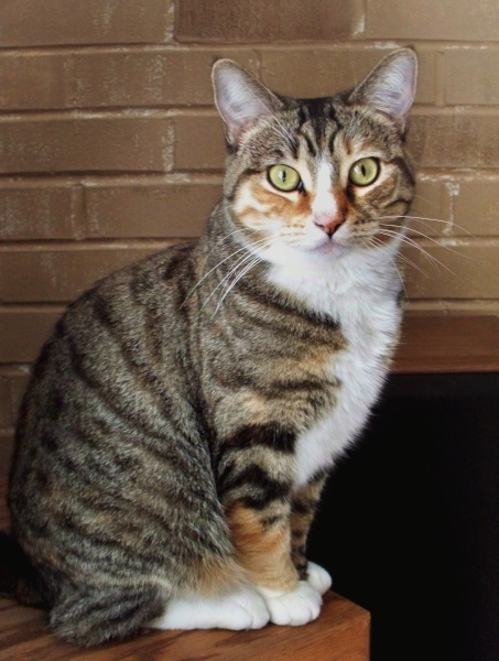 [picture of Penelope, a Domestic Short Hair tortoiseshell tabby/white cat]