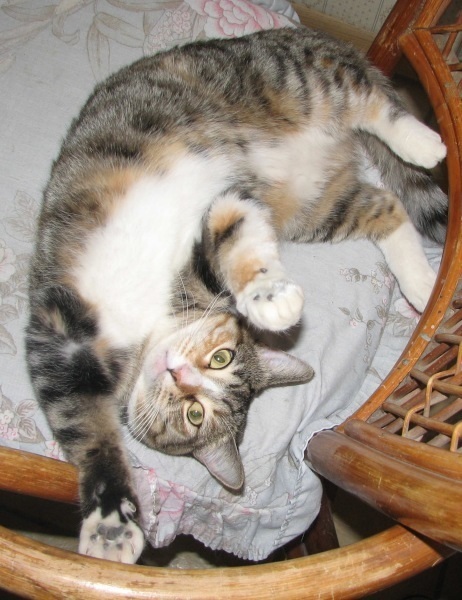 [picture of Penelope, a Domestic Short Hair tortoiseshell tabby/white cat]