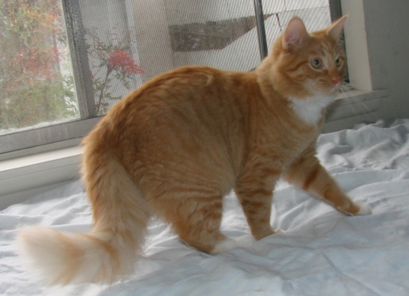 [picture of Chester, a Domestic Medium Hair orange tabby/white cat]