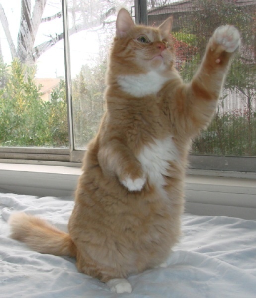 [picture of Chester, a Domestic Medium Hair orange tabby/white cat]