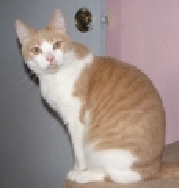 [picture of Annie FKA Lacy, a Domestic Short Hair buff/white cat]