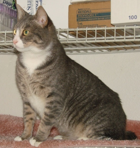 [picture of Helene, a Domestic Short Hair gray tabby/white cat]