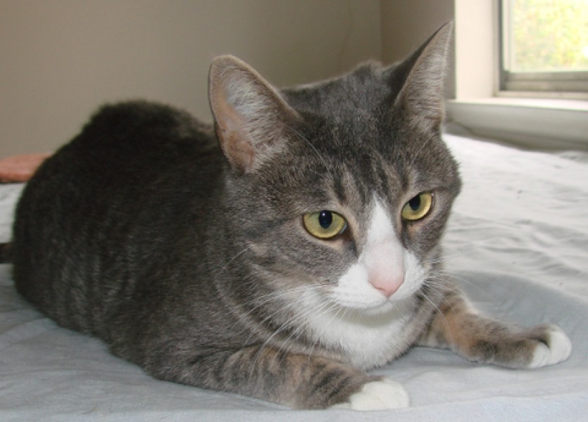 [picture of Helene, a Domestic Short Hair gray tabby/white cat]