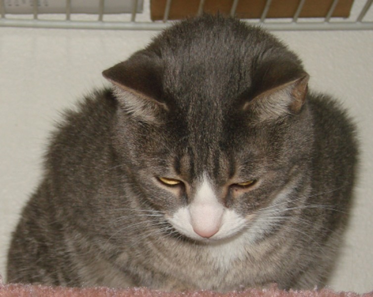 [picture of Helene, a Domestic Short Hair gray tabby/white cat]
