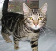 brown short haired tabby