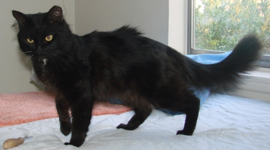 [picture of Bristle, a Domestic Medium Hair black cat]