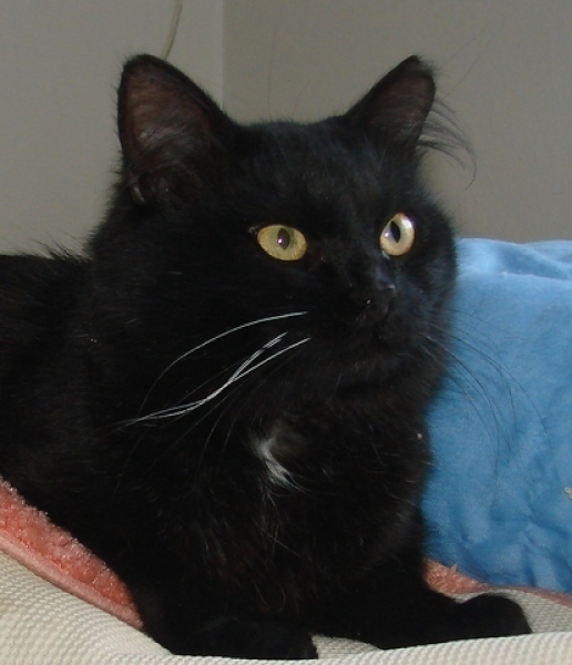 [picture of Bristle, a Domestic Medium Hair black cat]