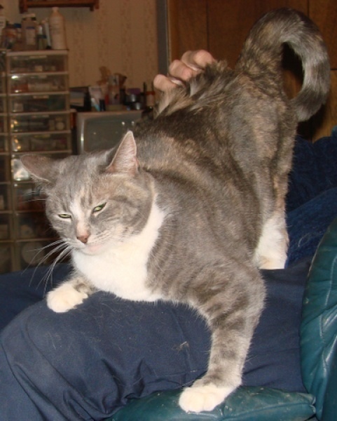 [picture of Bei Bei, a Domestic Short Hair dilute tortoiseshell/white cat]