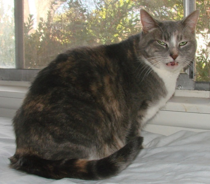 [picture of Bei Bei, a Domestic Short Hair dilute tortoiseshell/white cat]