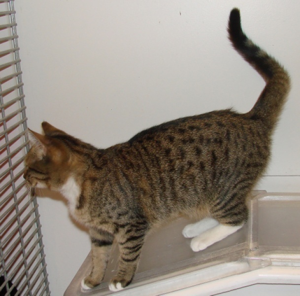 [picture of Baby AKA Boxing Matilda, a Domestic Short Hair brown tabby cat]