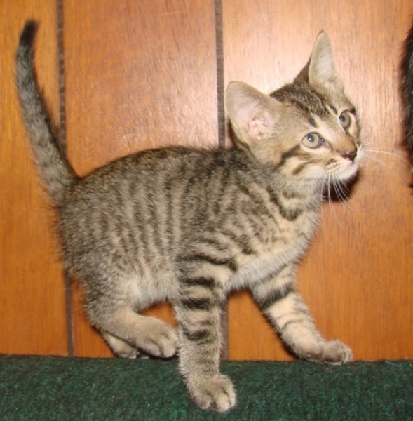 [picture of Elvis, a Domestic Short Hair brown tabby cat]