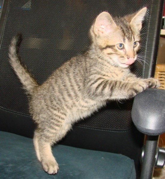 [picture of Elvis, a Domestic Short Hair brown tabby cat]