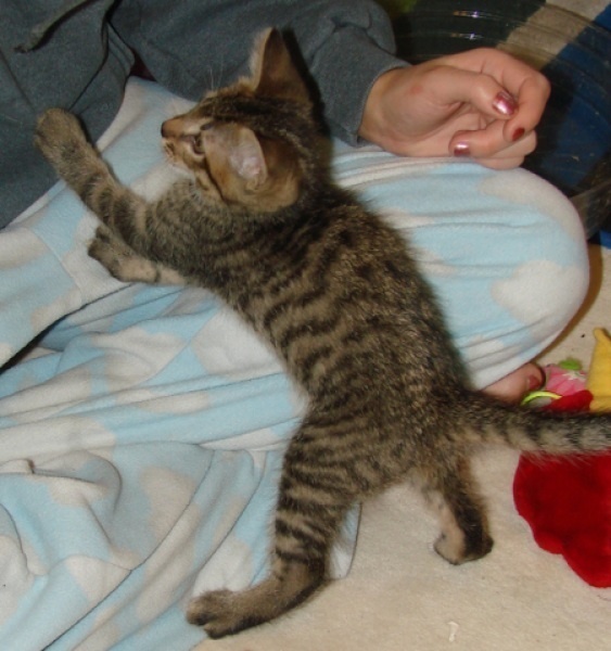 [picture of Elvis, a Domestic Short Hair brown tabby cat]