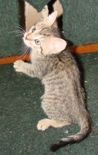 [picture of Lily, a Domestic Short Hair brown tabby cat]