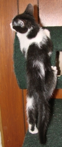 [picture of Mavrick, a Domestic Short Hair black/white cat]