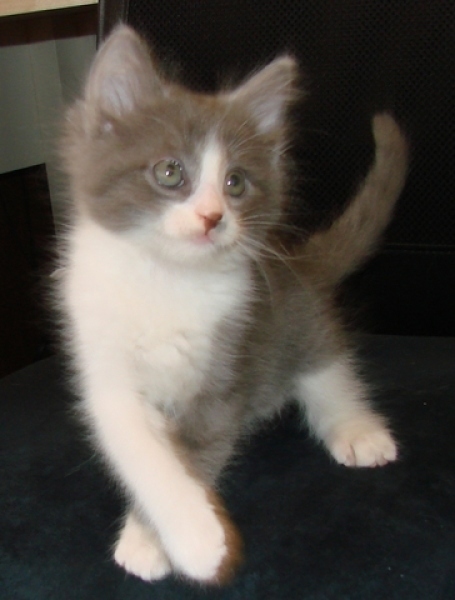 [picture of Stubby, a Domestic Short Hair gray tabby/white cat]