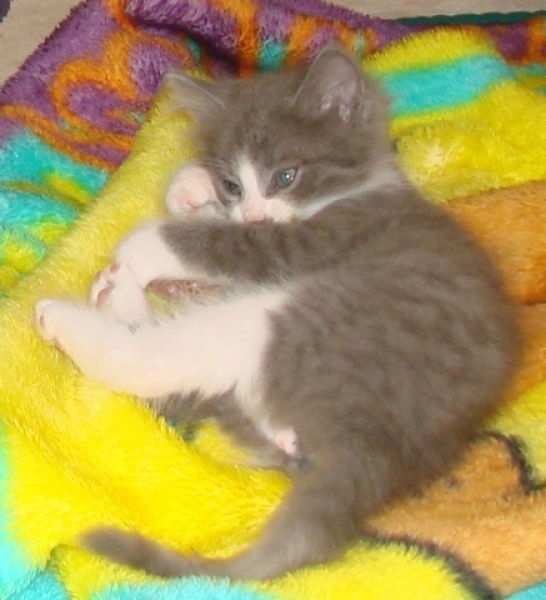 [picture of Stubby, a Domestic Short Hair gray tabby/white cat]