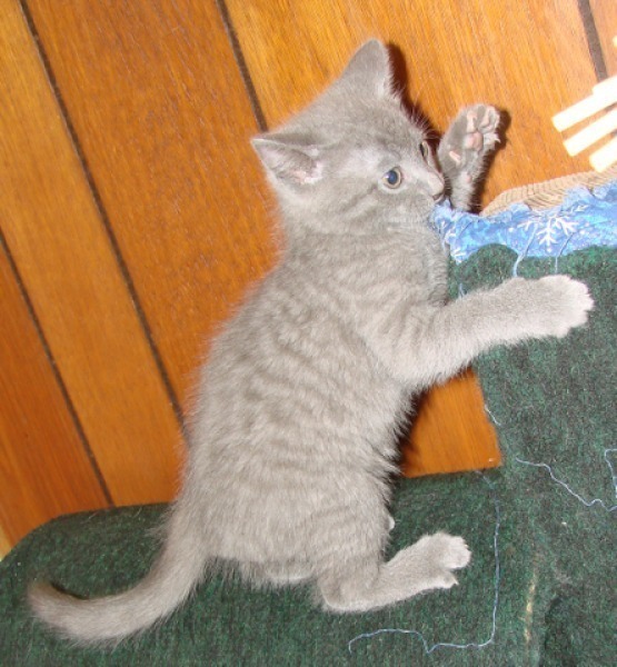 [picture of Amber, a Domestic Short Hair gray tabby cat]