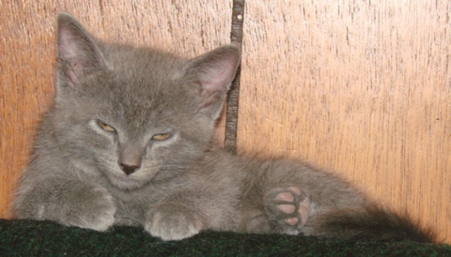 [picture of Amber, a Domestic Short Hair gray tabby cat]