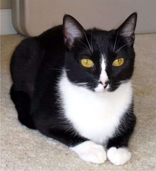 [picture of Roxy AKA Auntie, a Domestic Short Hair black/white cat]