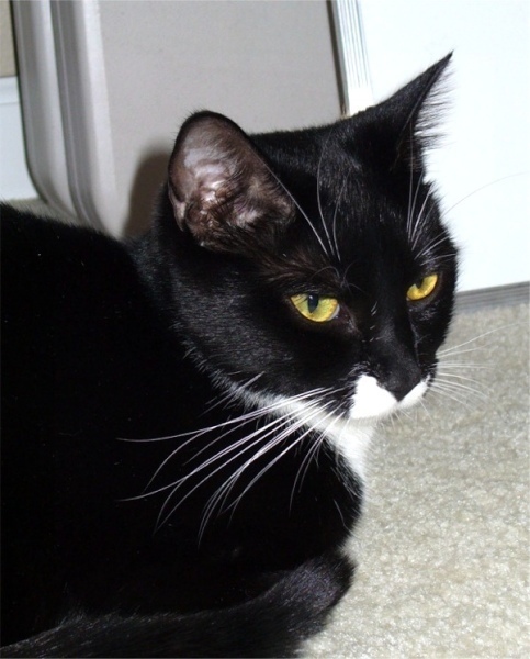 [picture of Mitze AKA Momma, a Domestic Short Hair black/white cat]