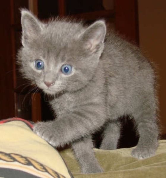 [picture of Chalky, a Domestic Short Hair gray tabby cat]